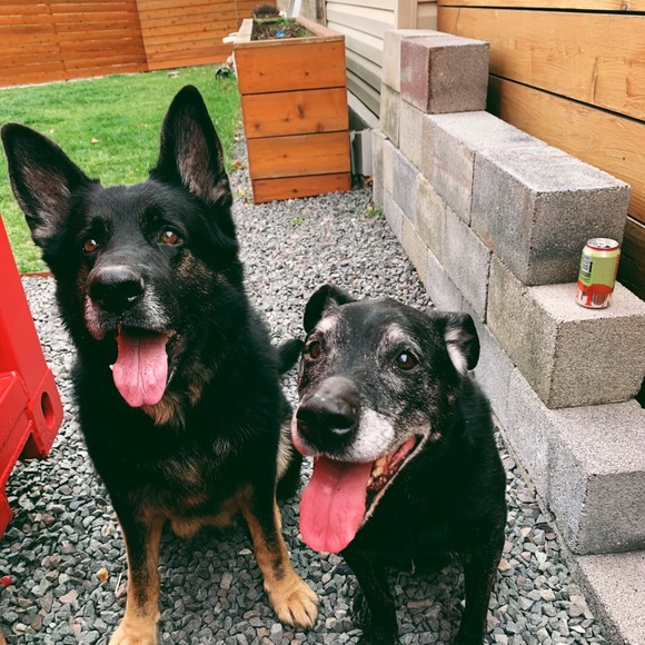 Meet your Posher, George - Picture 1 of 1